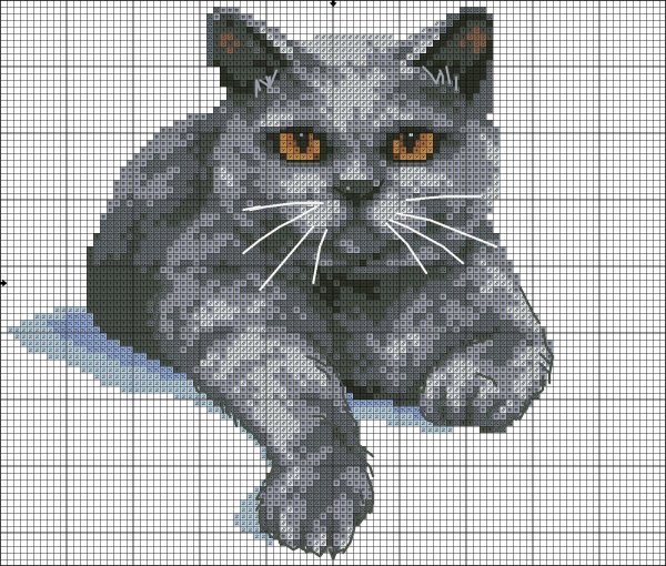 риолис британец