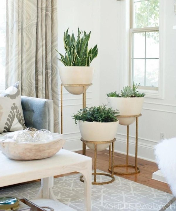 модные комнатные растения