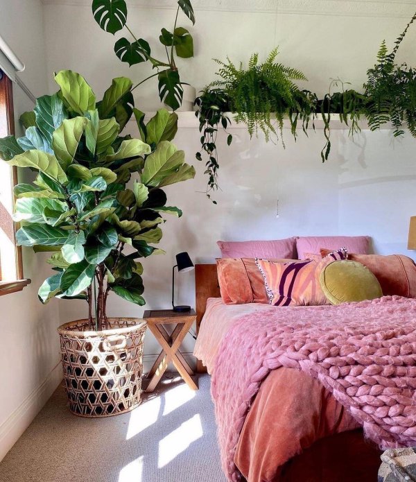 лирата бамбино фикус