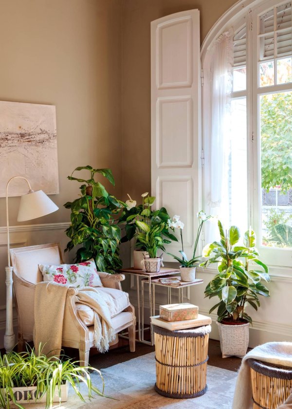 растения в интерьере квартиры