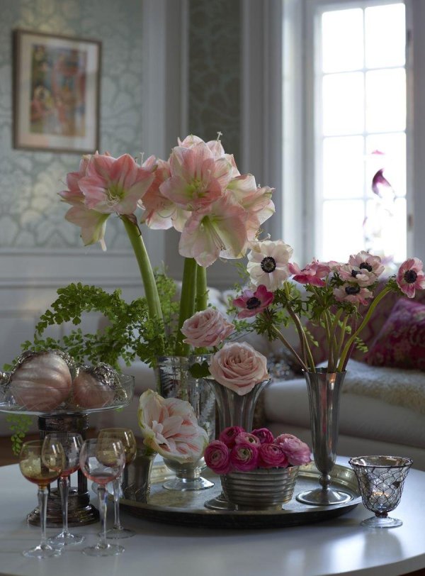 гиппеаструм альфреско