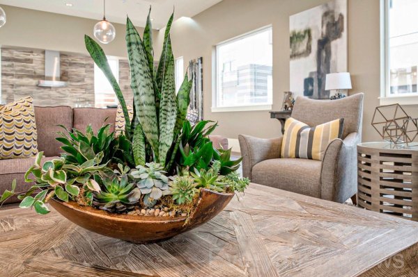 суккулент сансевиерия