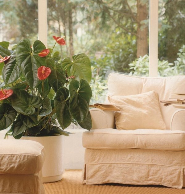 антуриум оранж лав