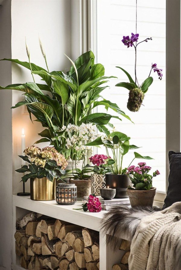 растение в интерьере