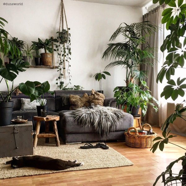 интерьер гостиной с цветами комнатными