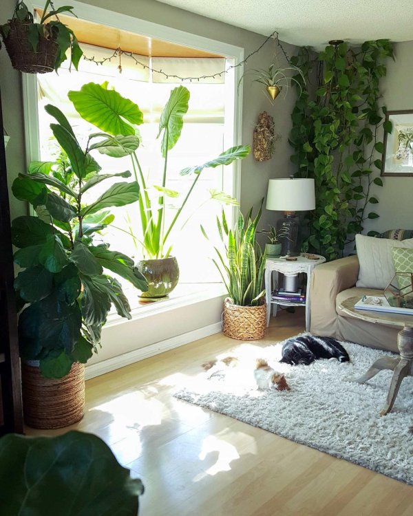 комната с растениями