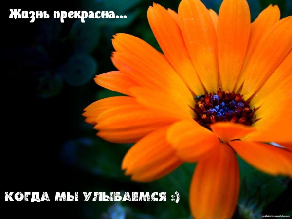 календула растение