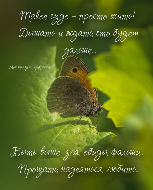 сенница памфил