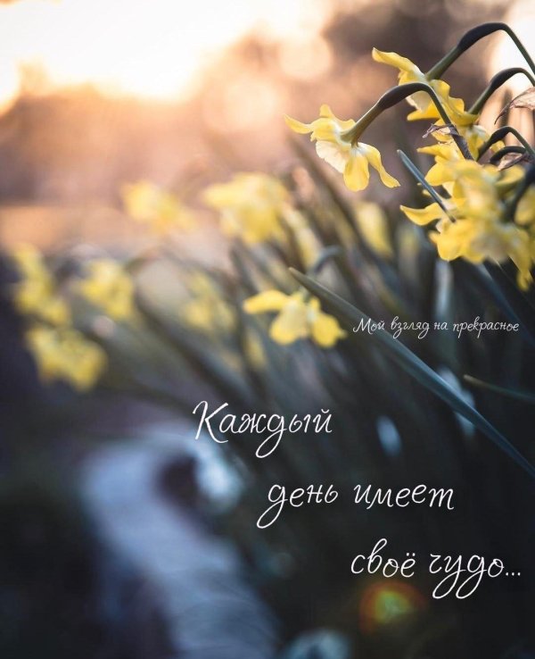 нарцисс цветок желтый