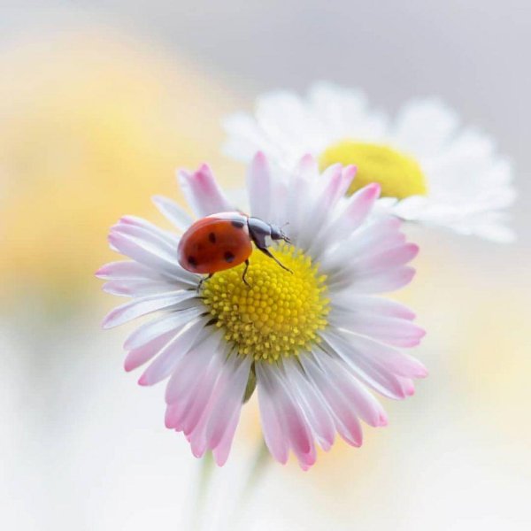 божья коровка на цветке