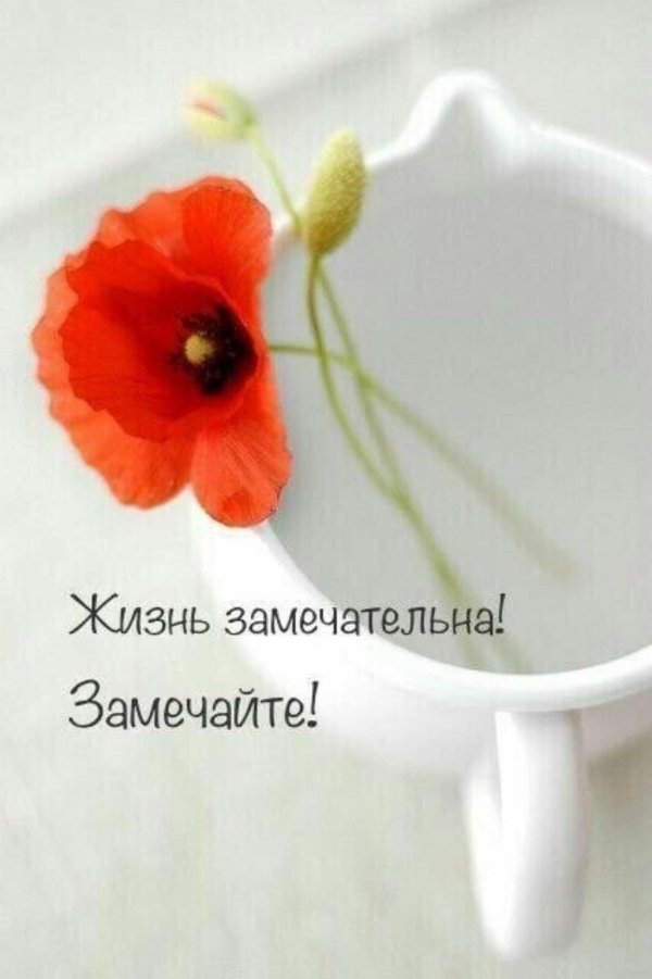 цветки мака