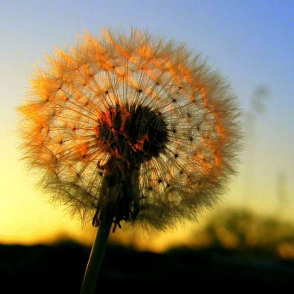 одуванчик пушистый