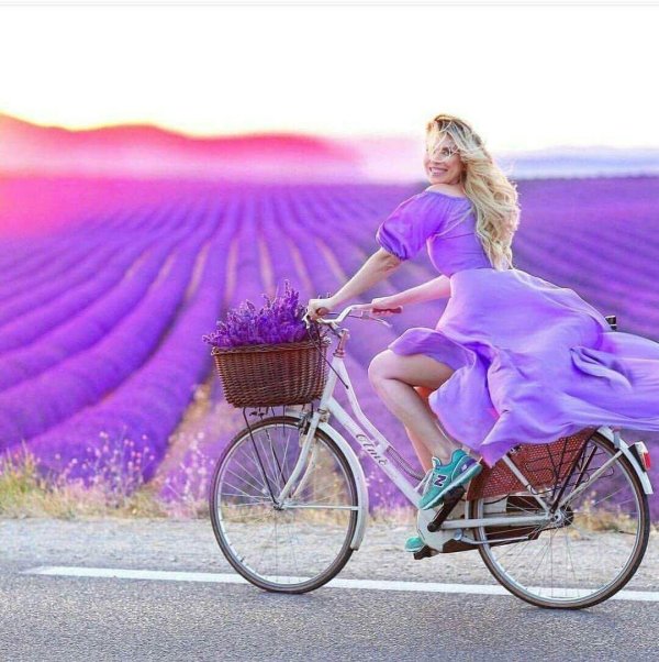 лавандовое поле