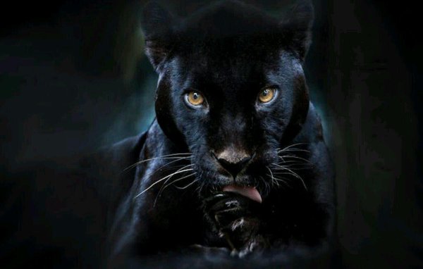 грациозная пантера