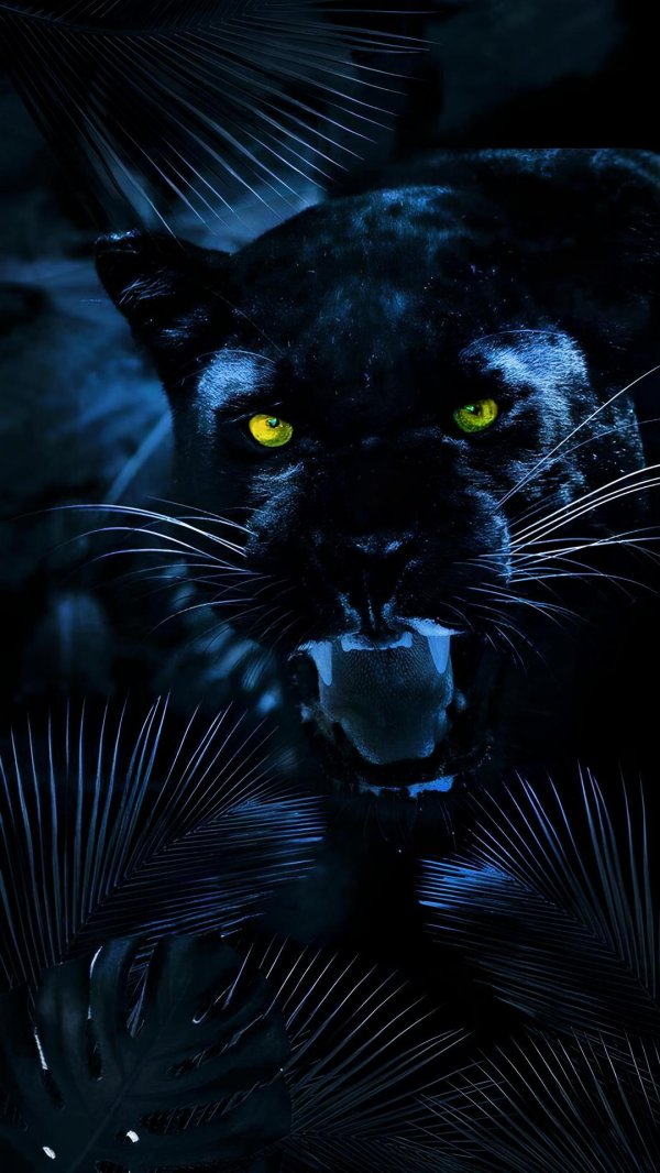 темные животные