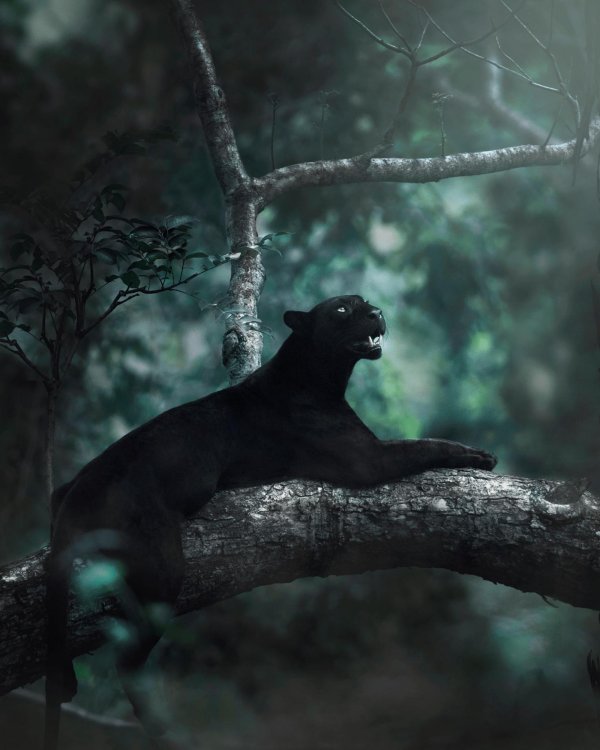 дикая пантера