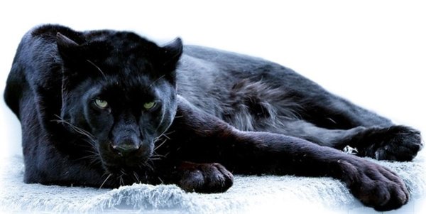 черная пума багира