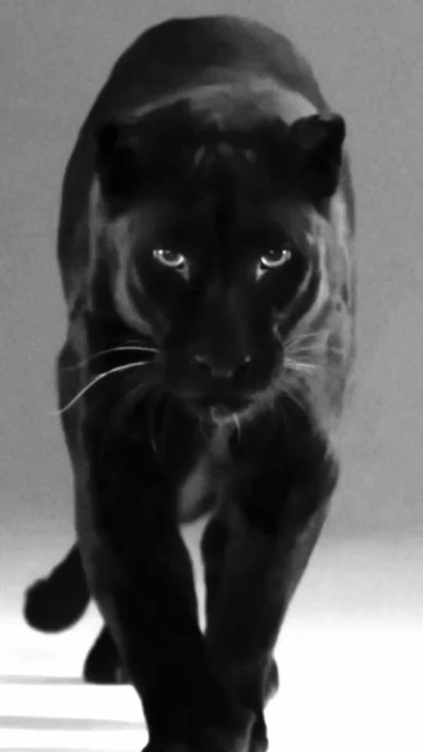 черная пума багира