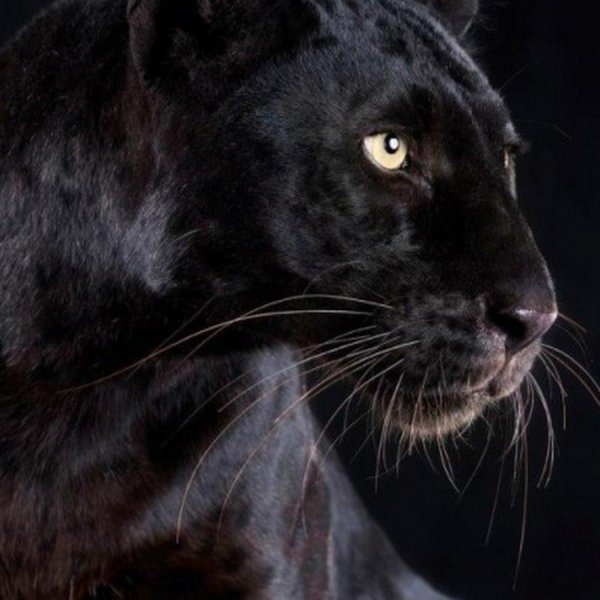 черный барс