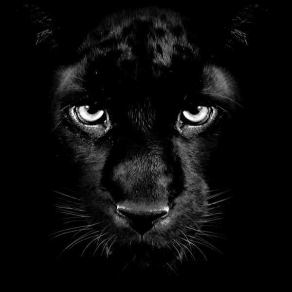 морда пантеры