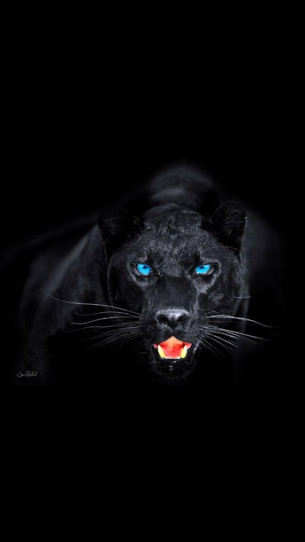 глаза пантеры