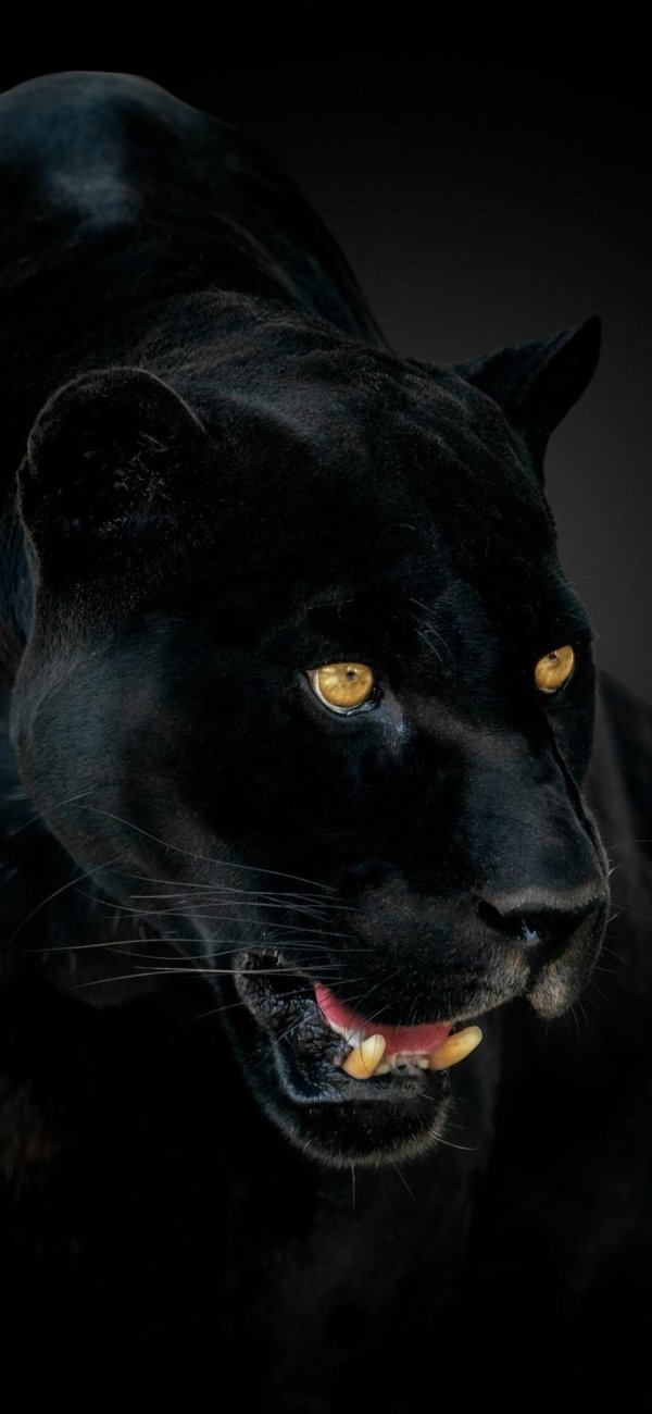 пантера на черном фоне