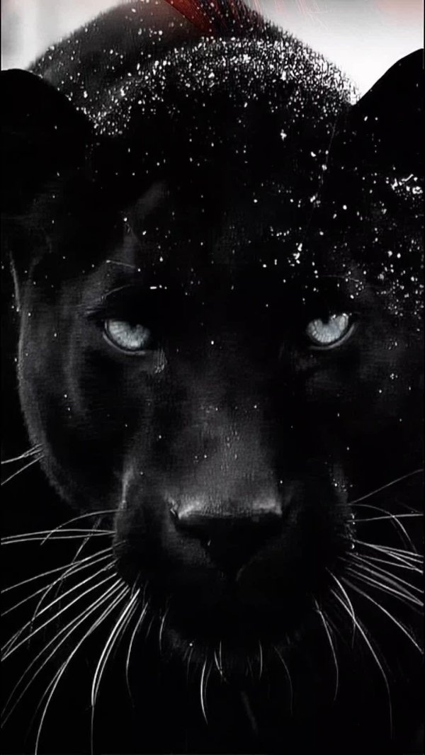 глаза пантеры