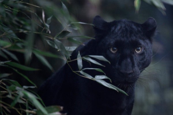 тигр меланист