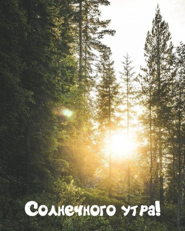доброго утра летнего