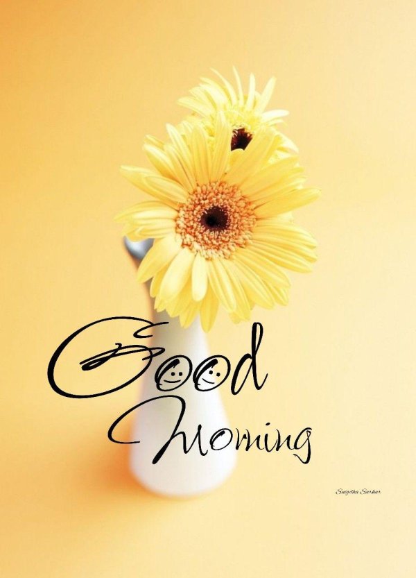 цветок гербер