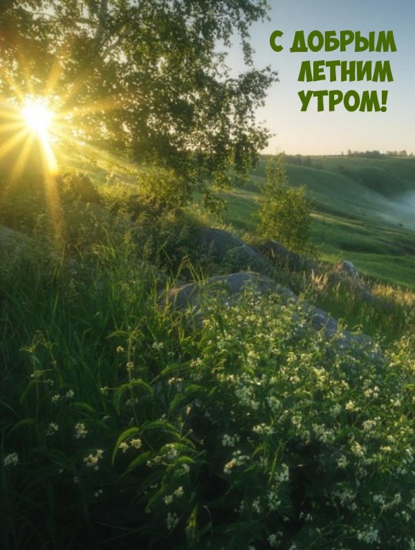 летнего утра