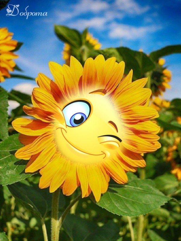 улыбающийся подсолнух