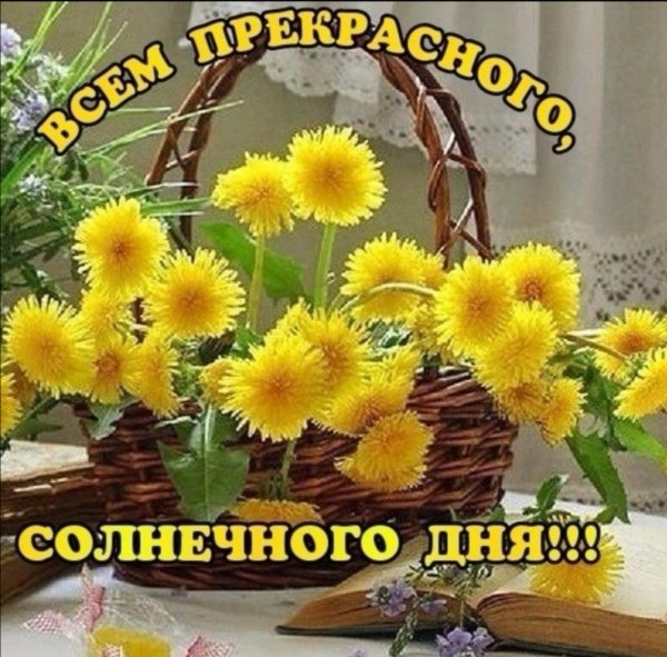 букет одуванчиков