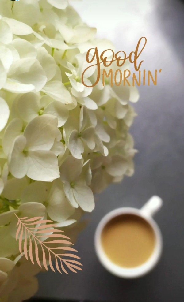 гортензия и кофе