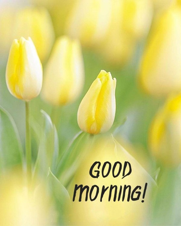 жëлтые тюльпаны