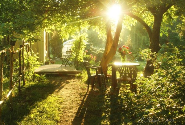 сад на закате