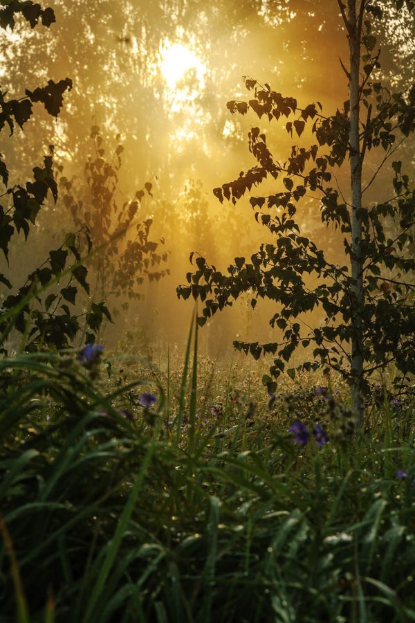 рассвет в лесу