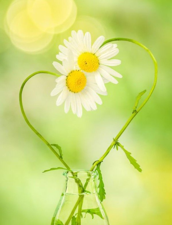 ромашки любовь