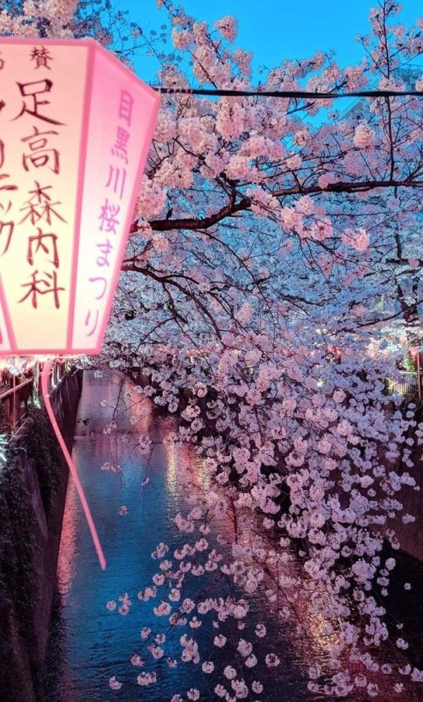 sakura cherry blossom