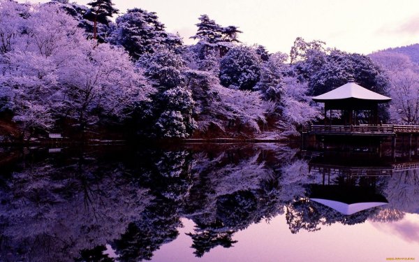 танпхун дерево корея