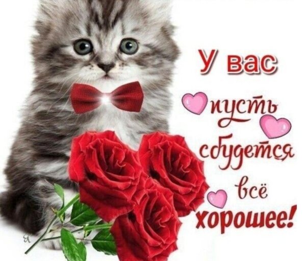 очаровательные котята