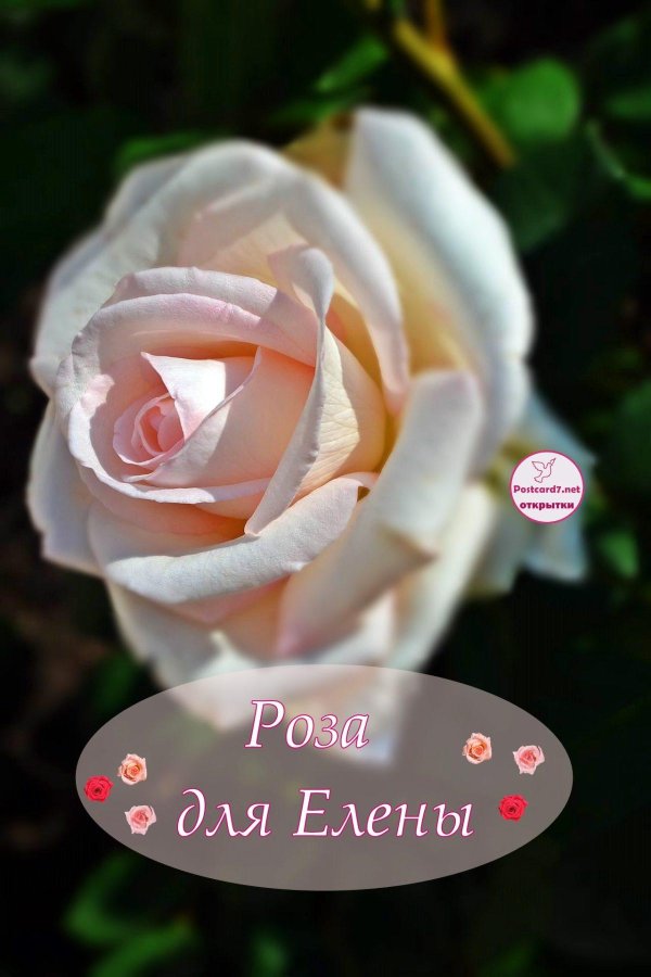 роза чайно гибридная осиана