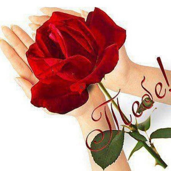 розы к твоим ногам