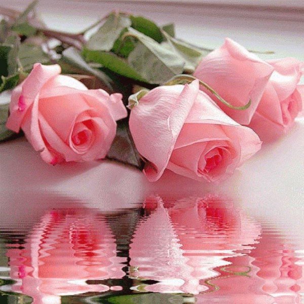 нежный цветок