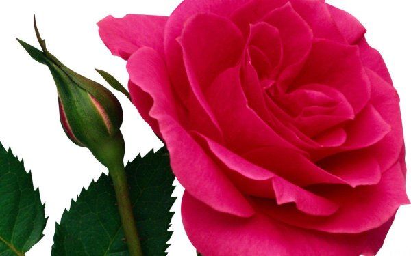 розовая роза