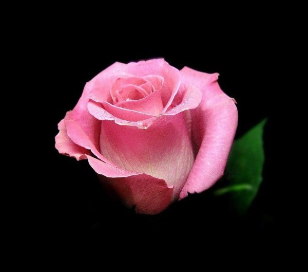 роза розовая