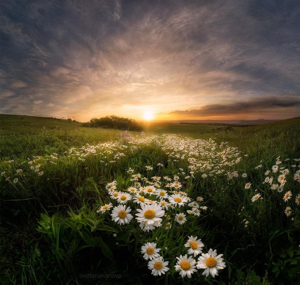 поле ромашек