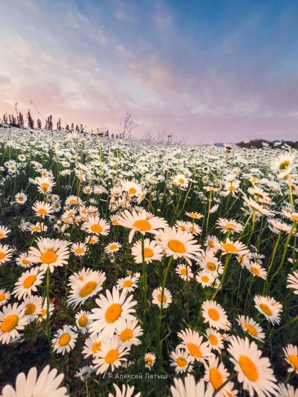 поле ромашки