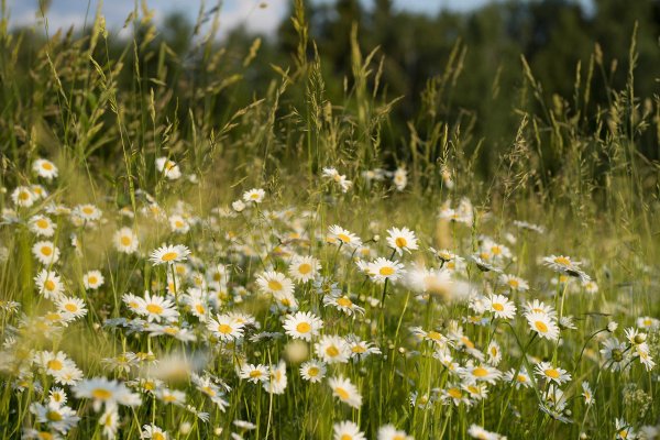 растения луга ромашка