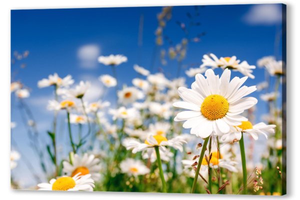 поле с ромашками